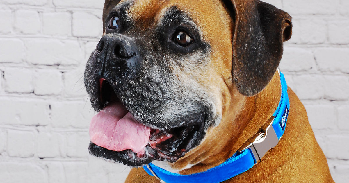 What is a Side Release Dog Collar? 2 Hounds Design