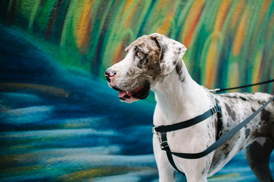 Does My Dog Need a Harness? 2 Hounds Design