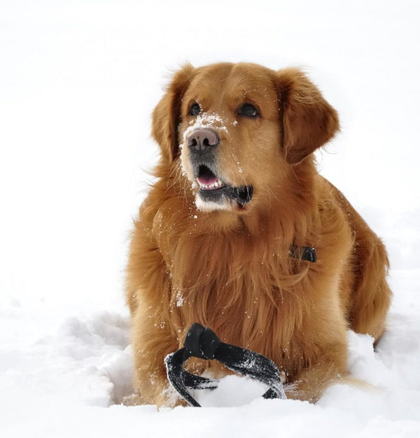 How To Keep Your Dog Warm During Winter 2 Hounds Design