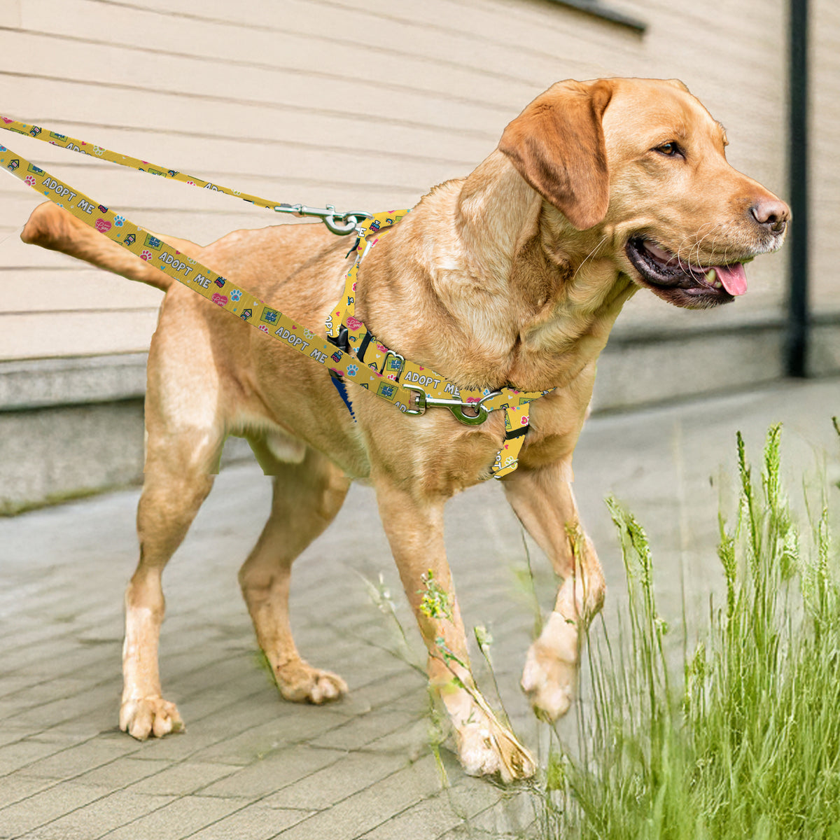 #Donate2Hounds