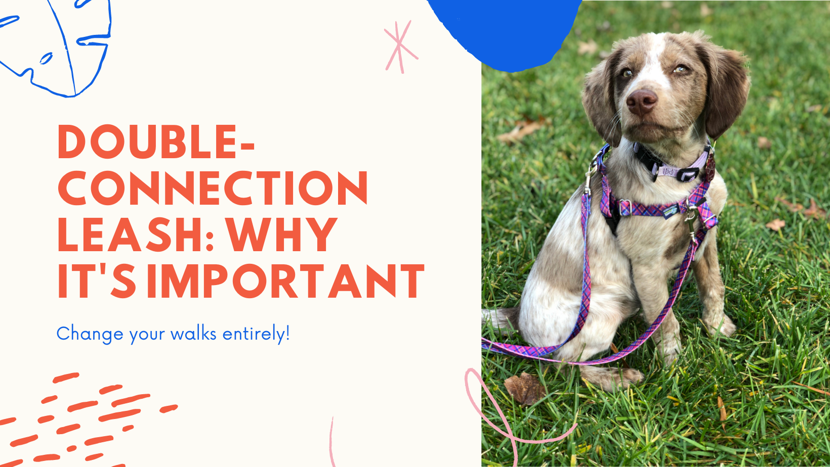 2 Connections for your Leash Why It s Important 2 Hounds Design