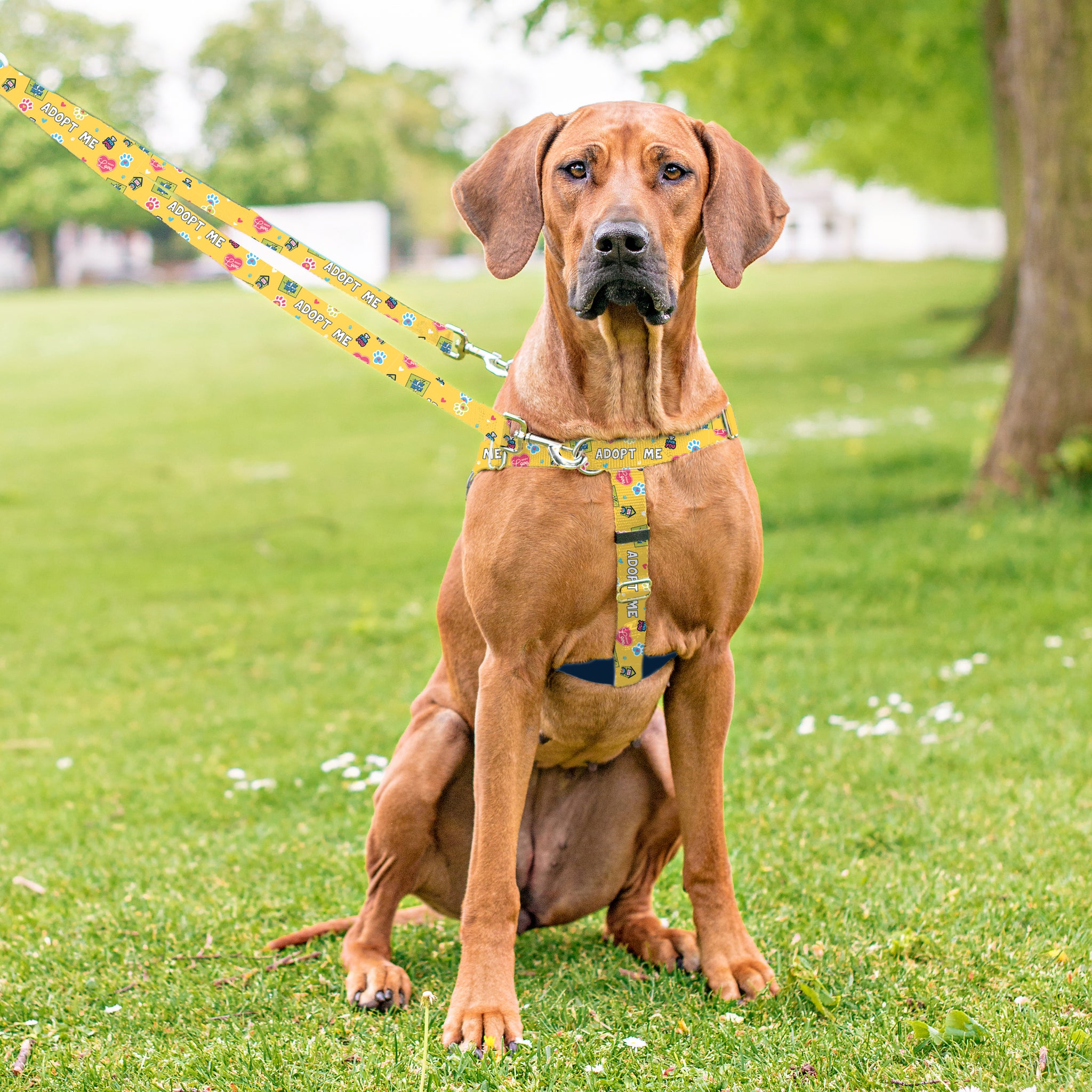 Adopt Me Freedom No-Pull Dog Harness – EarthStyle