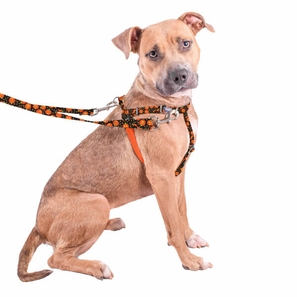 Jack O Lantern Freedom Harness and Leash on a dog