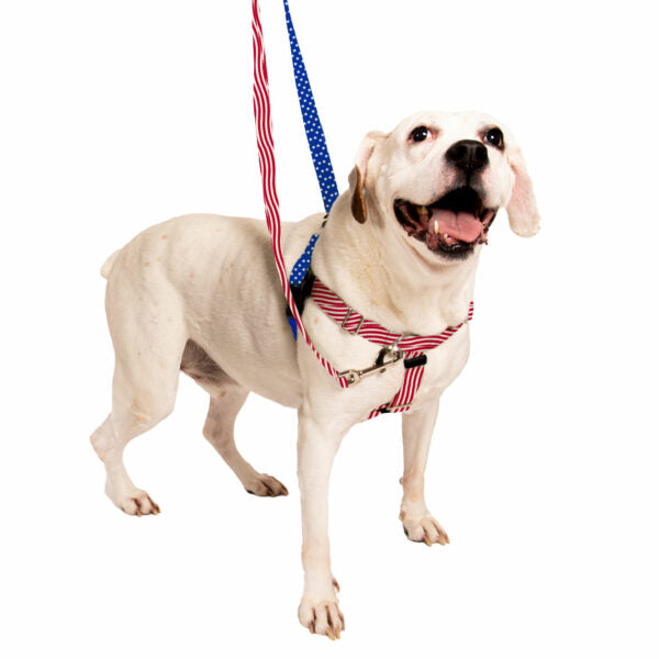 Star Spangled Freedom Harness on a dog