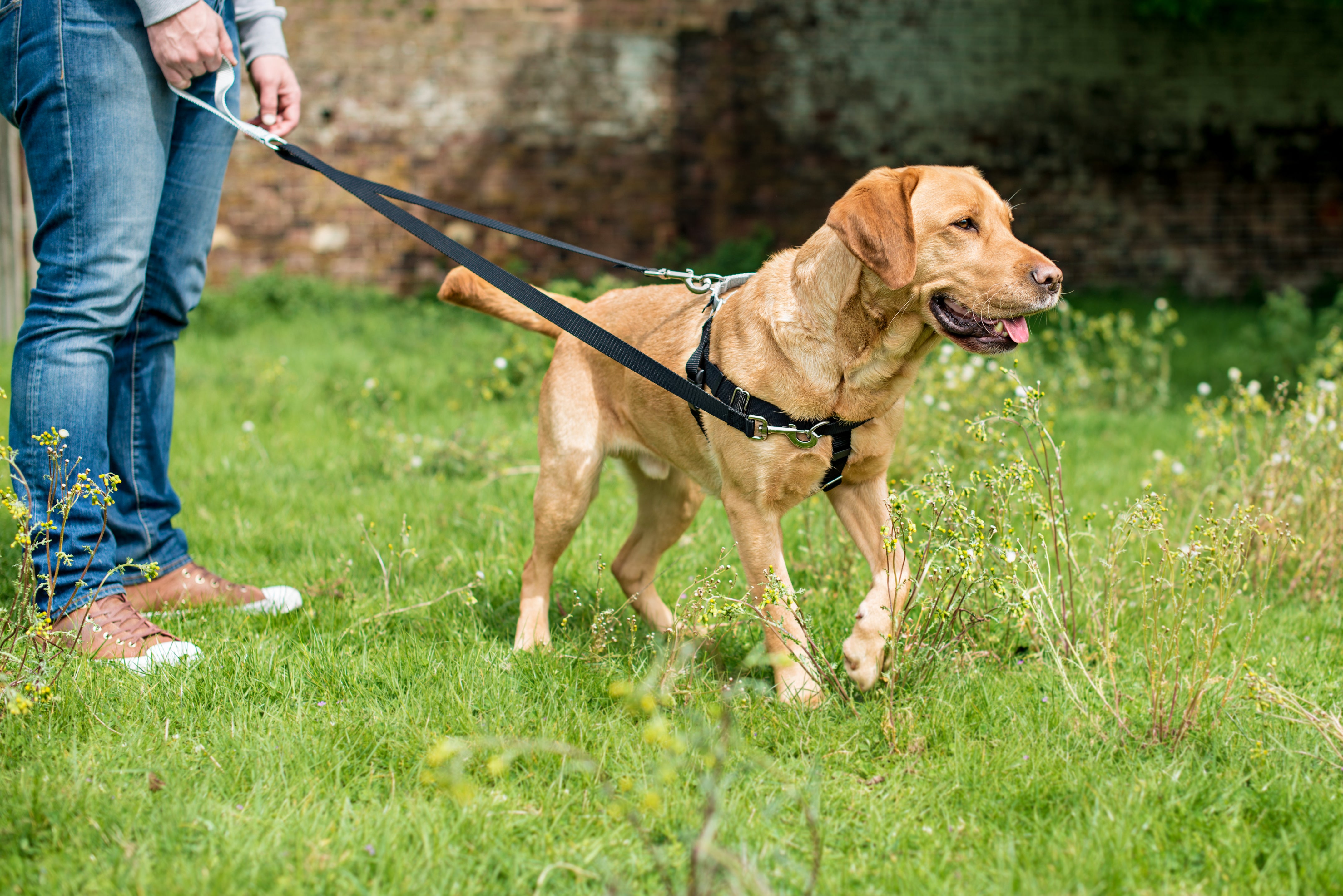 2HOUNDS_019.jpg