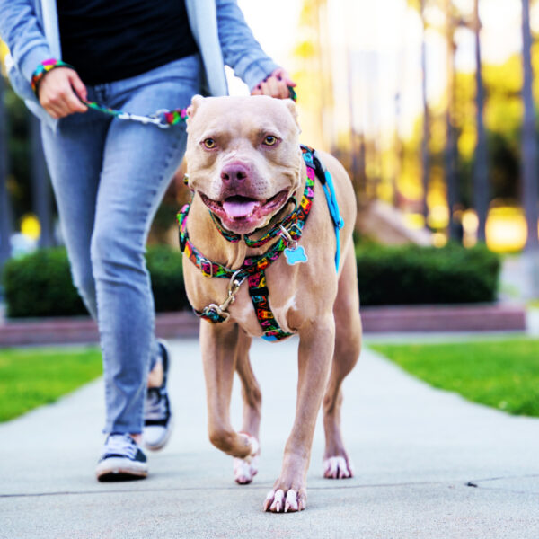 Paper Flags Harness on a dog