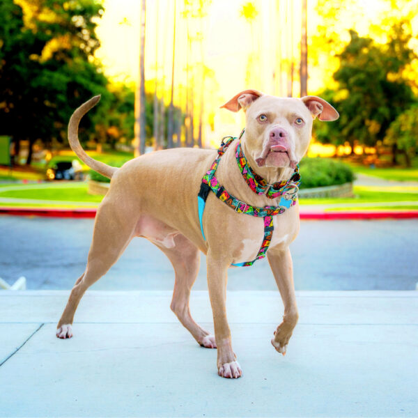 Paper Flags Harness on a dog