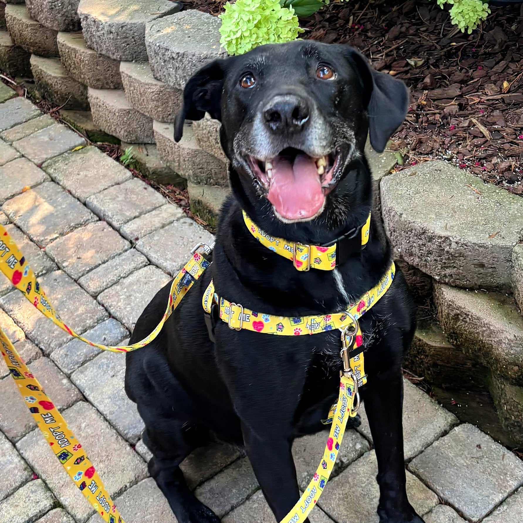 #Donate2Hounds "Adopt Me" Freedom Harnesses and Leashes