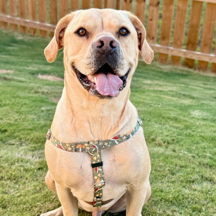 Forest Floor Freedom No-Pull Dog Harness – EarthStyle