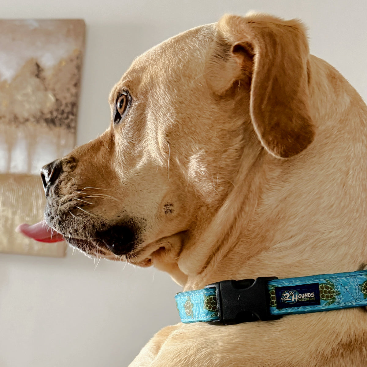 Sea Turtles - Limited Buckle Martingale Dog Collar