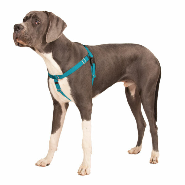 Teal Freedom No-Pull Dog Harness Hounds Design