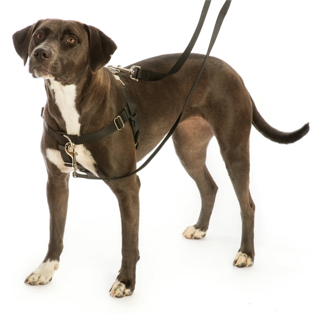 #Donate2Hounds Freedom Harnesses and Leashes