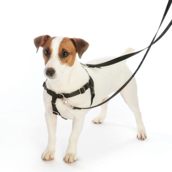 2 clip dog harness best sale