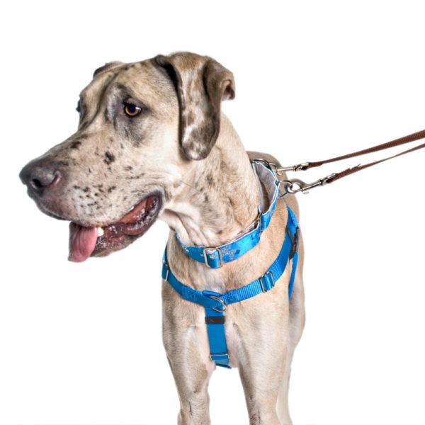 A dog wearing a 2 Hounds Design turquoise freedom no-pull harness