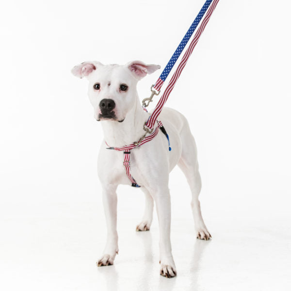 Christy on Star Spangled Freedom Harness and Leash