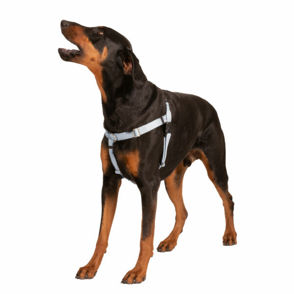 Deacon (dog) wearing a large silver no-pull freedom harness
