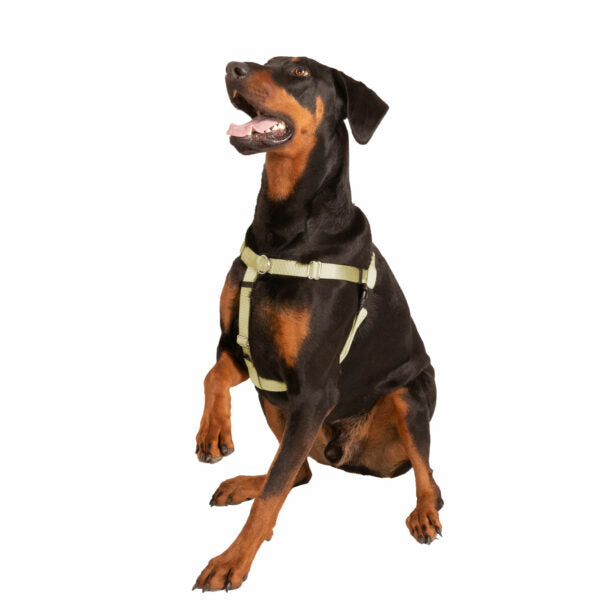 Deacon (dog) wearing a large tan no-pull freedom harness