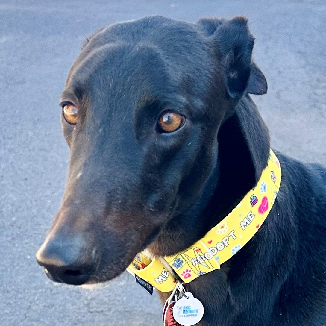 Adopt Me Dog Collar – EarthStyle