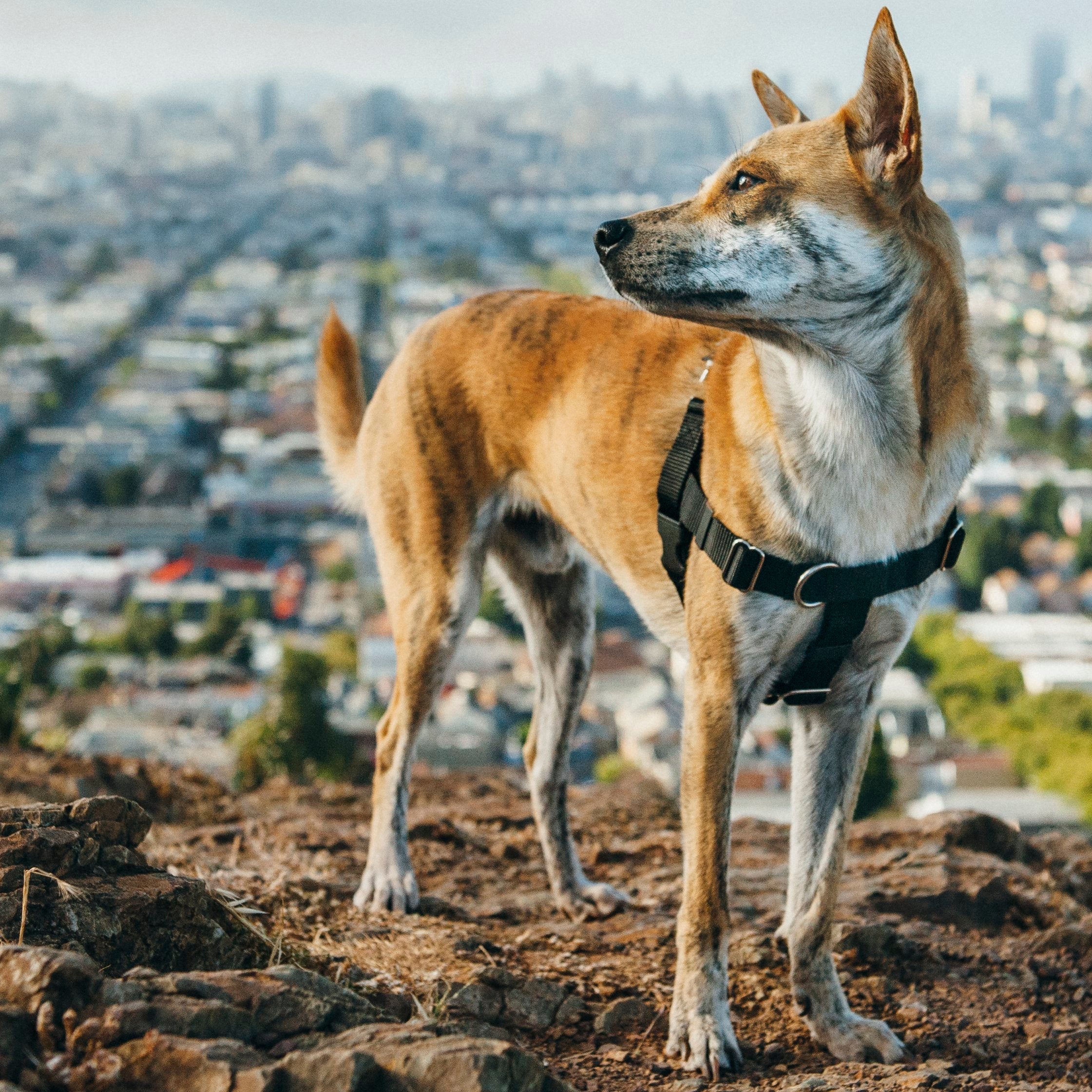 Freedom No Pull Harness: Walk Your Dog Comfortably!