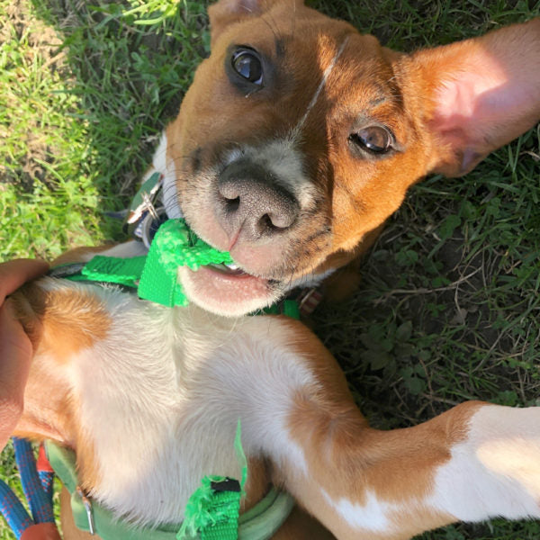 Playful puppy wearing and chewing a green no-pull dog harness while lying on grass