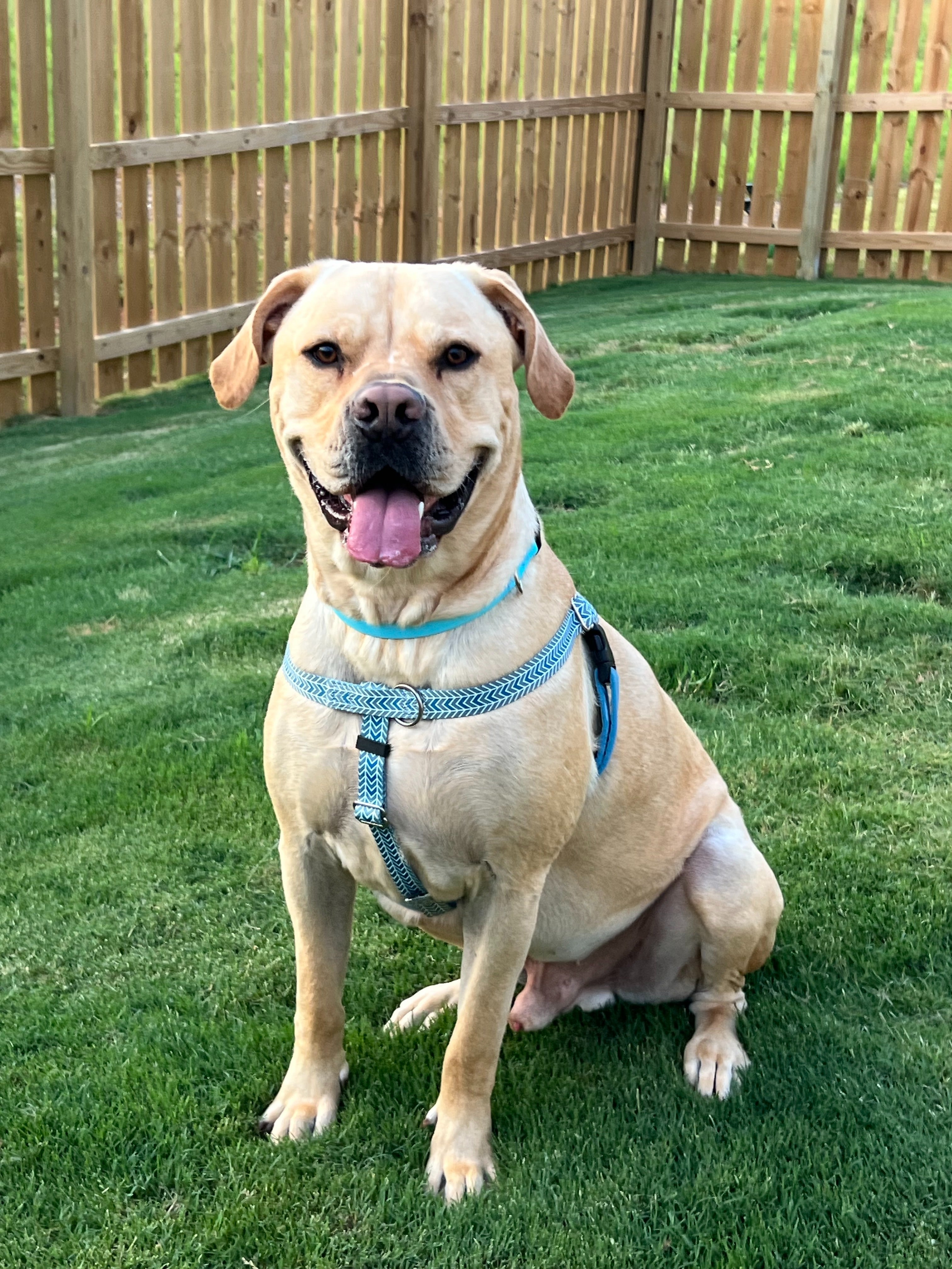 2 Hounds Design Mod Blue Freedom No-Pull Harness on a dog