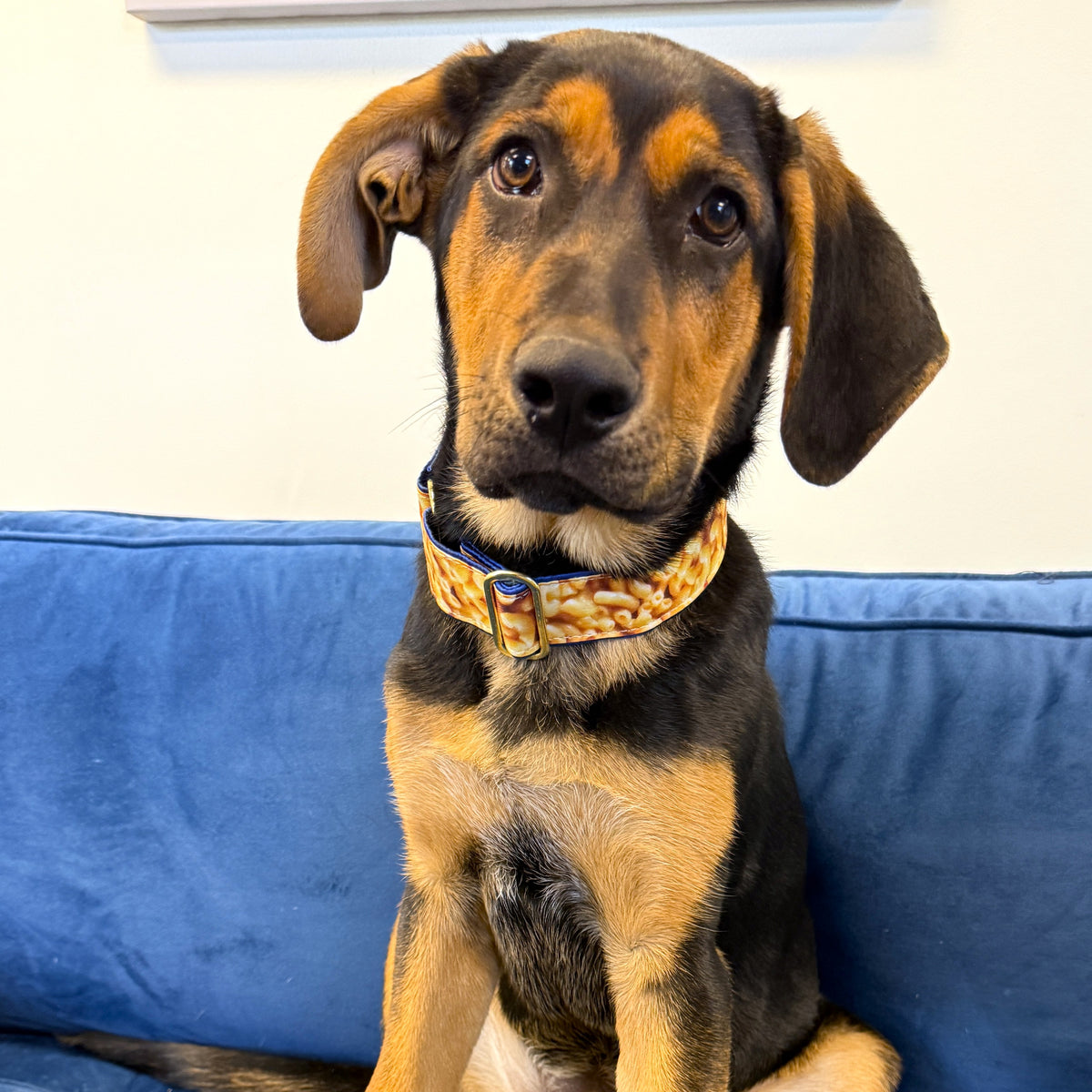 Mac and Cheese - Limited Buckle Martingale Dog Collar