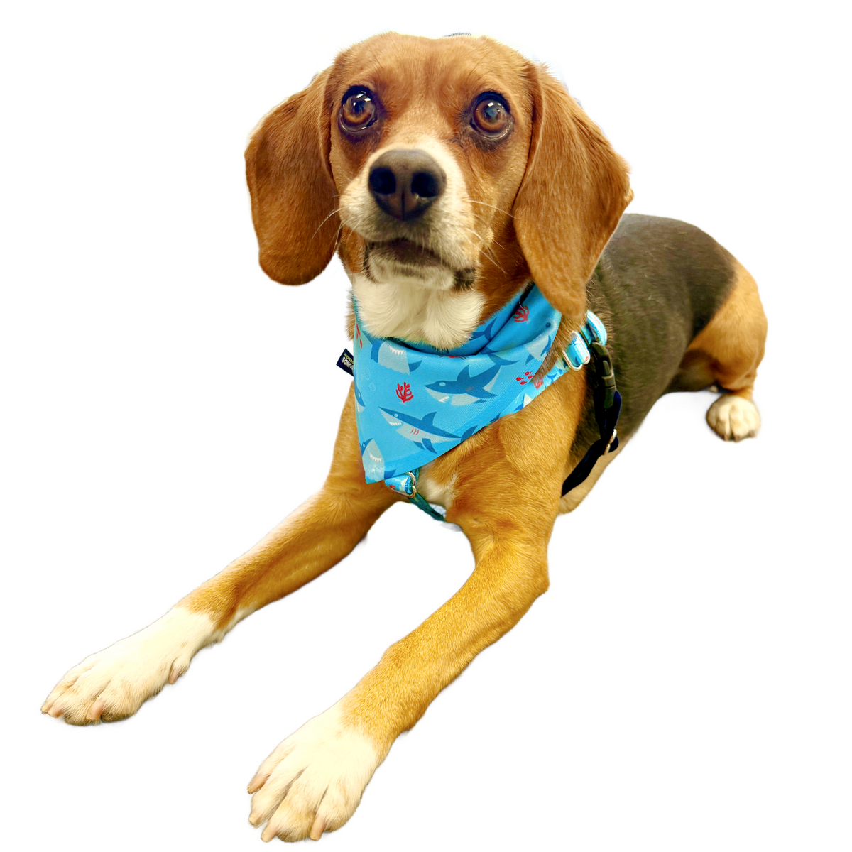 Sharky Party Dog Bandana