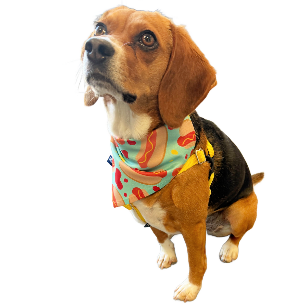 Hot Diggity Dog Dog Bandana