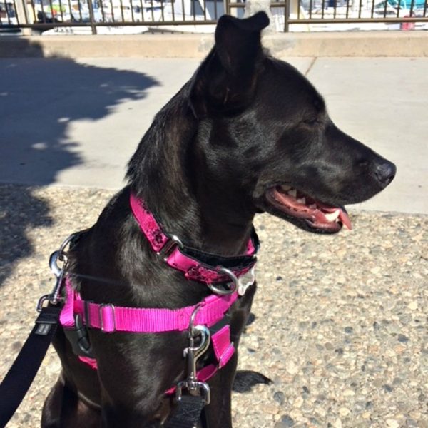 Lulu (dog) wearing a 2 Hounds Design Raspberry No-Pull Freedom Harness