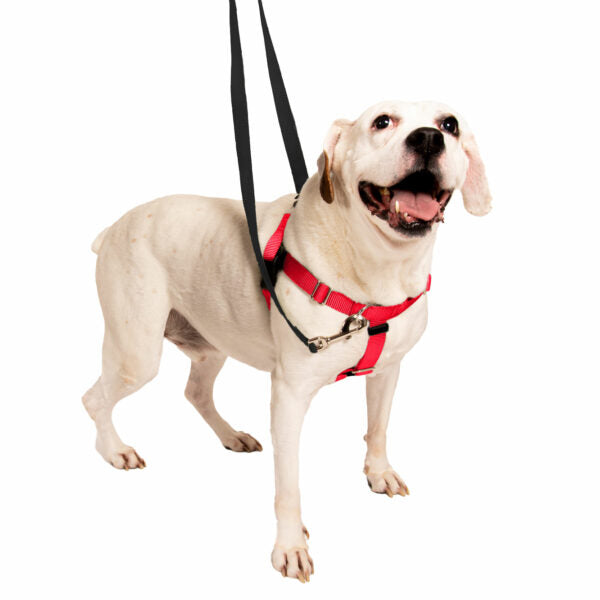 Petey (dog) wearing a large red no-pull freedom harness