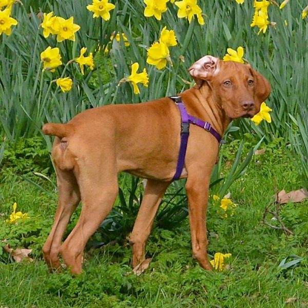 A dog wearing 2 Hounds Design purple no-pull freedom harness on a flowery field