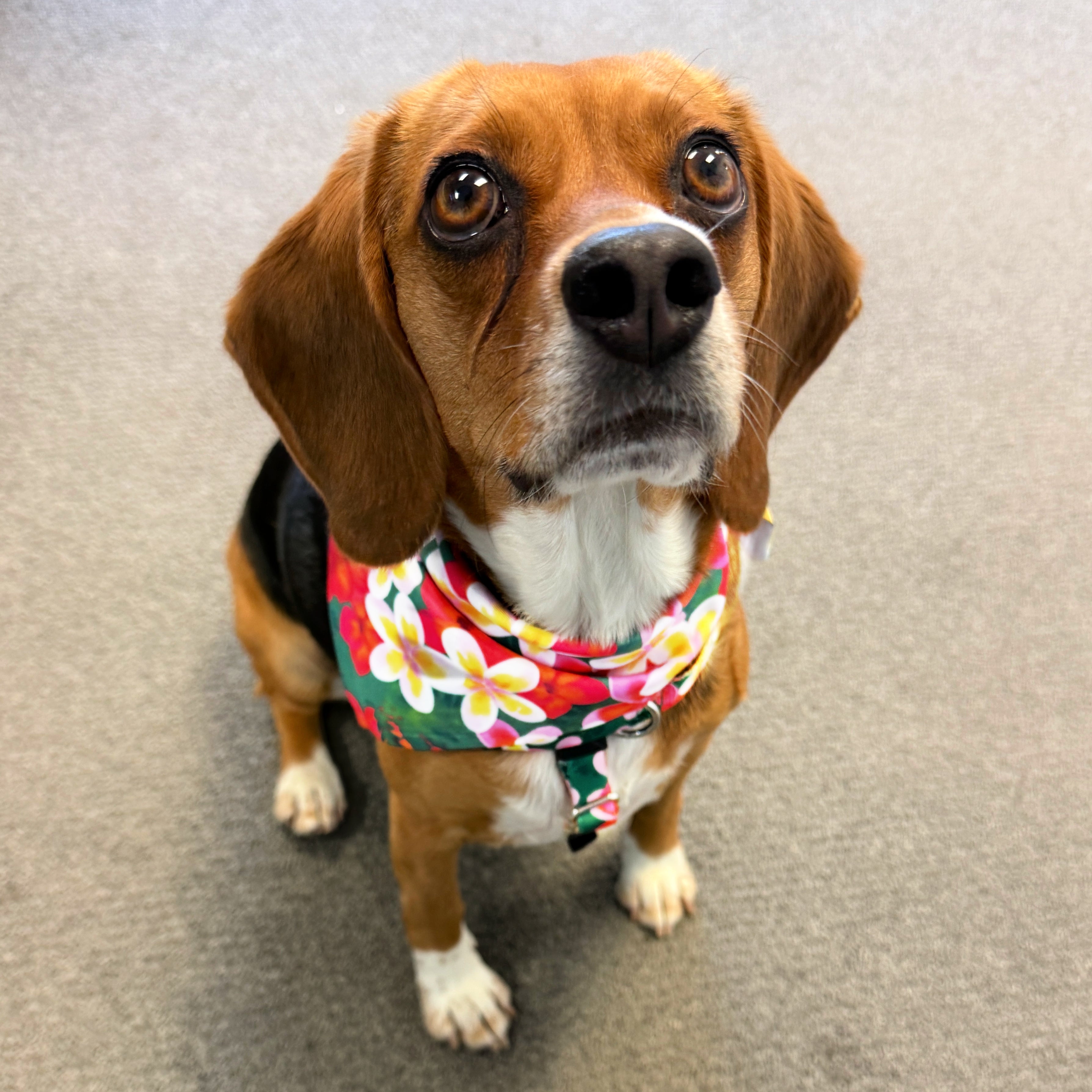 **BUNDLE!** Aloha Freedom No-Pull Harness & More!
