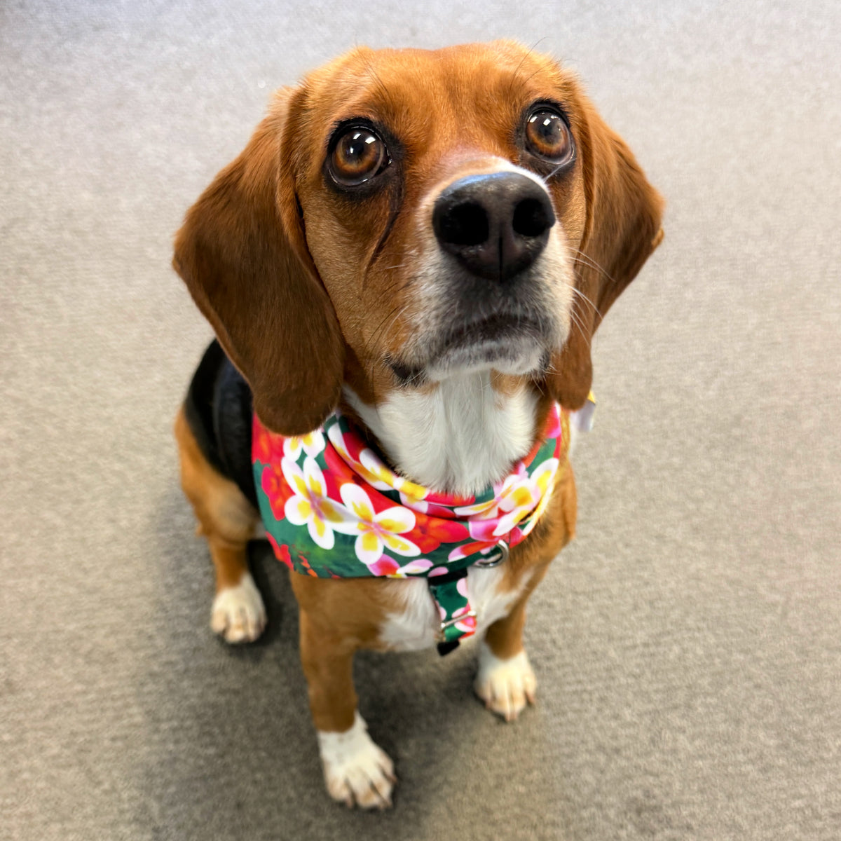 **BUNDLE!** Aloha Freedom No-Pull Harness & More!