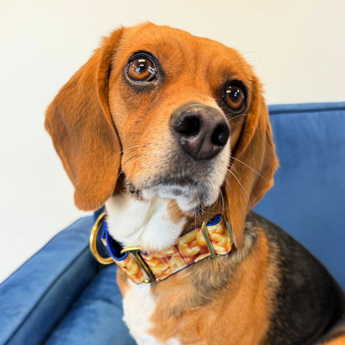 Mac and Cheese - Limited Buckle Martingale Dog Collar