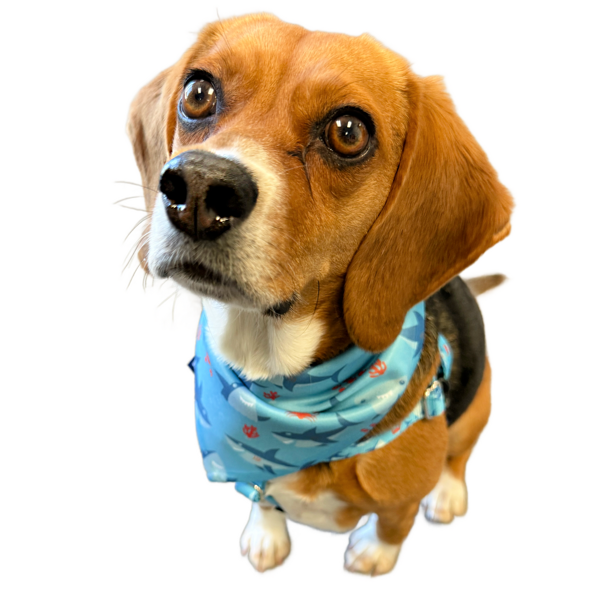 Sharky Party Dog Bandana