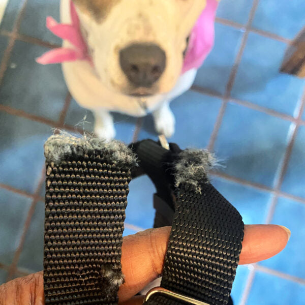 Freedom Harness Chewing Warranty