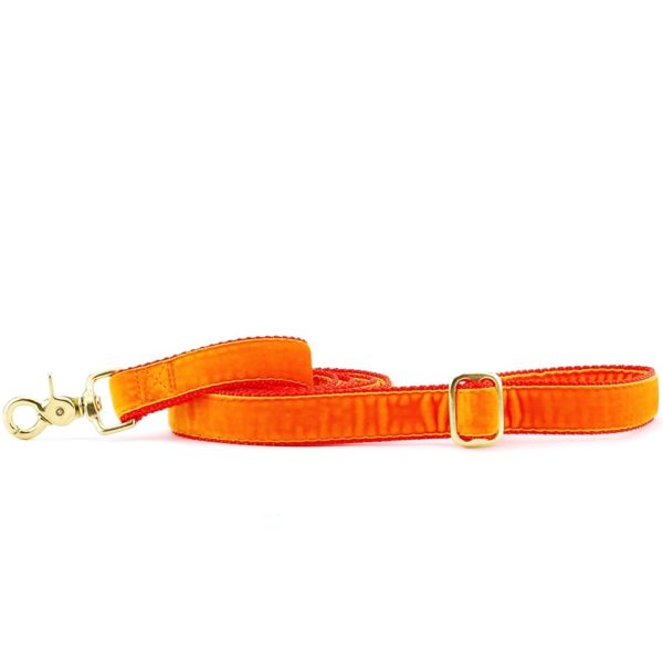 Orange velvet dog leash with gold hardware and adjustable buckle by 2 Hounds Design