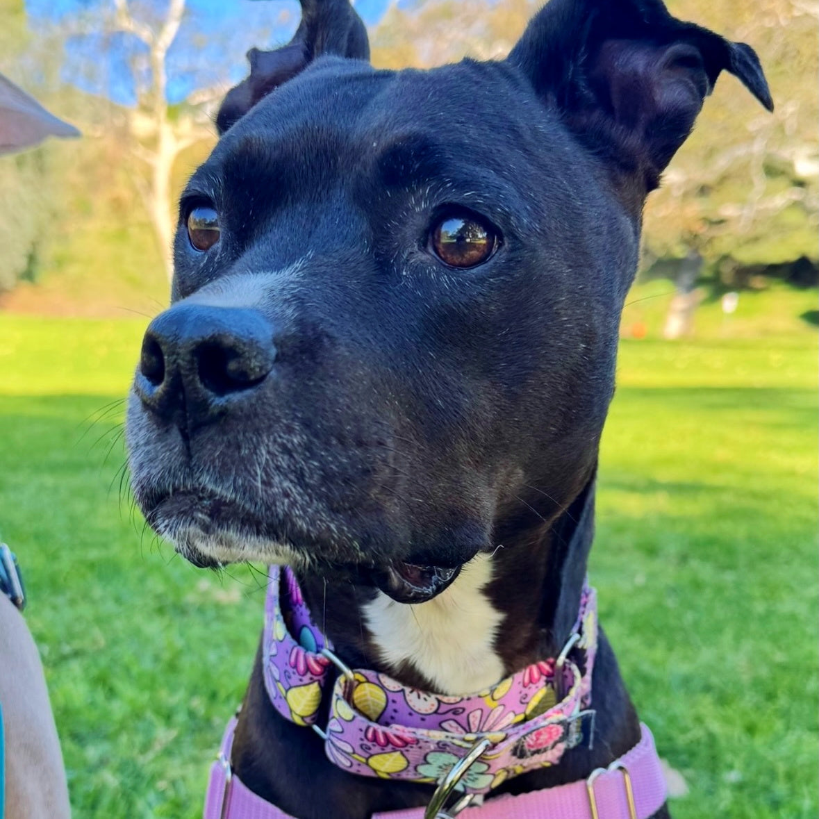 Petal Party Purple Martingale Dog Collar – EarthStyle