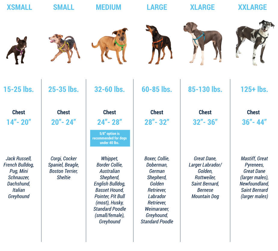 Find your dog sizing grid