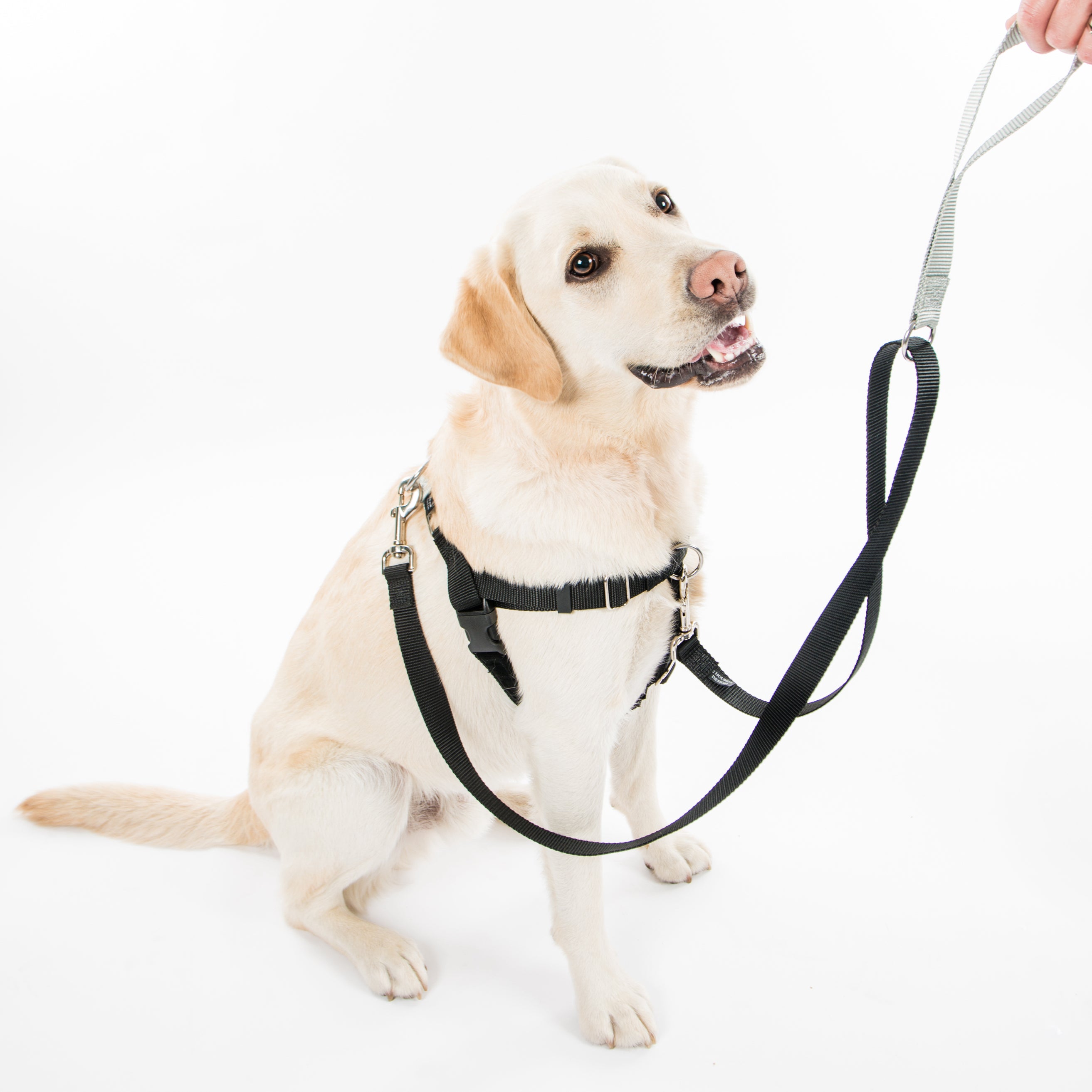 whitebackground_harness_leash_square.jpg