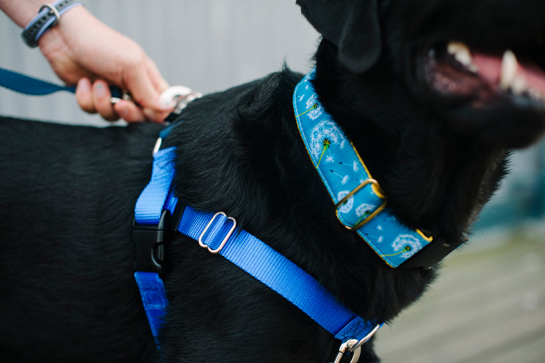 black dog with blue martingale harness