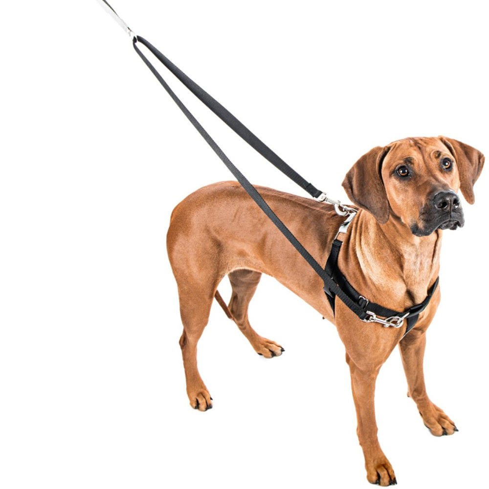 tightening dog harness