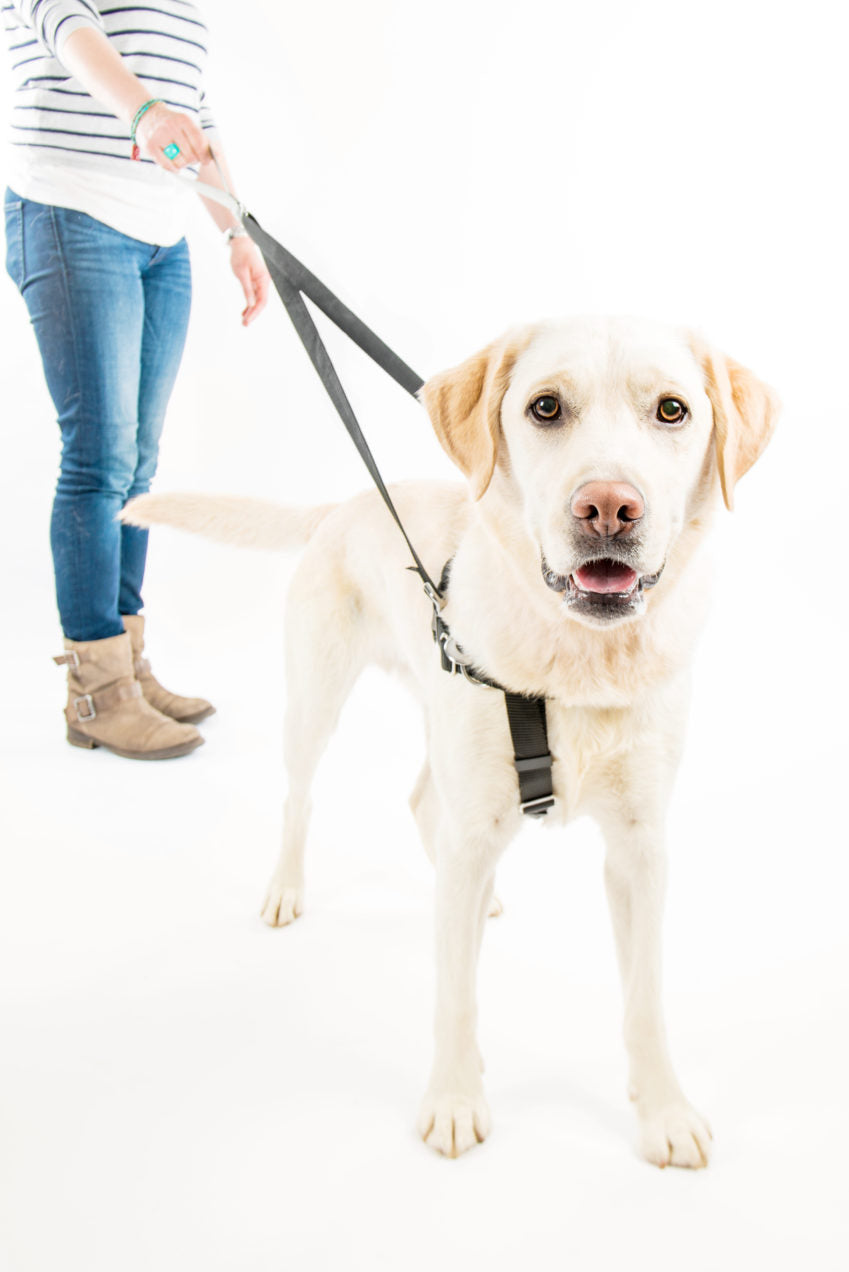 how should a harness fit on a dog