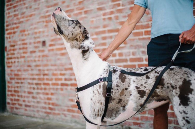 great dane dog in martingale harness