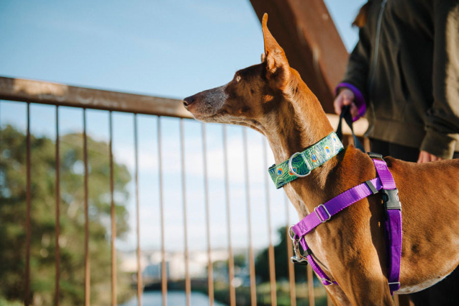 Tan Velvet Essential Dog Collar - 2 Hounds Design