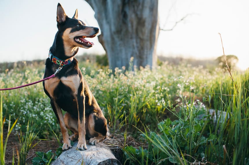 pet hiking