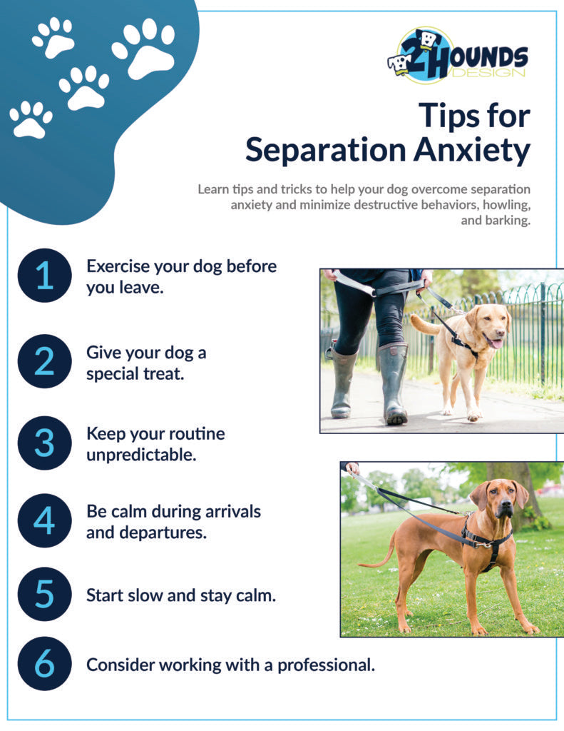 How to Prevent Separation Anxiety in Dogs