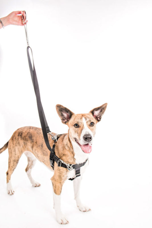 two hounds design freedom harness