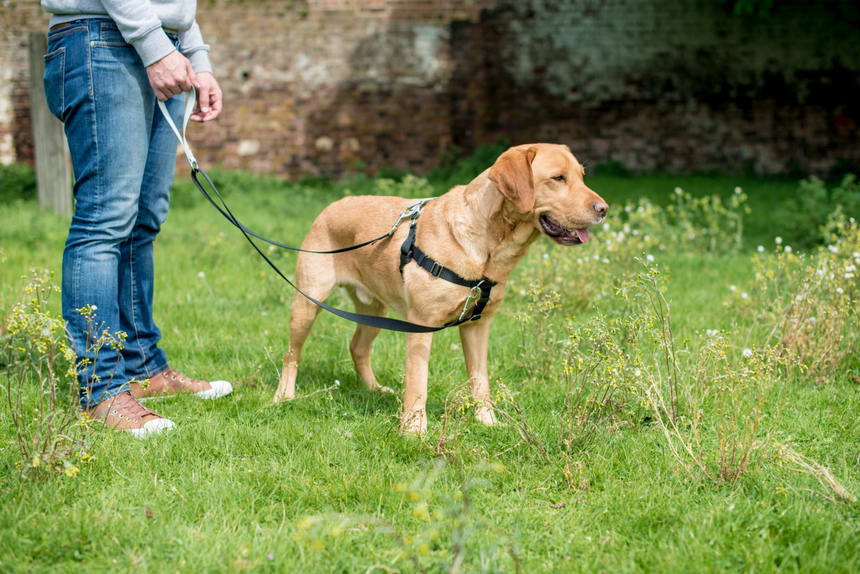 two leash harness