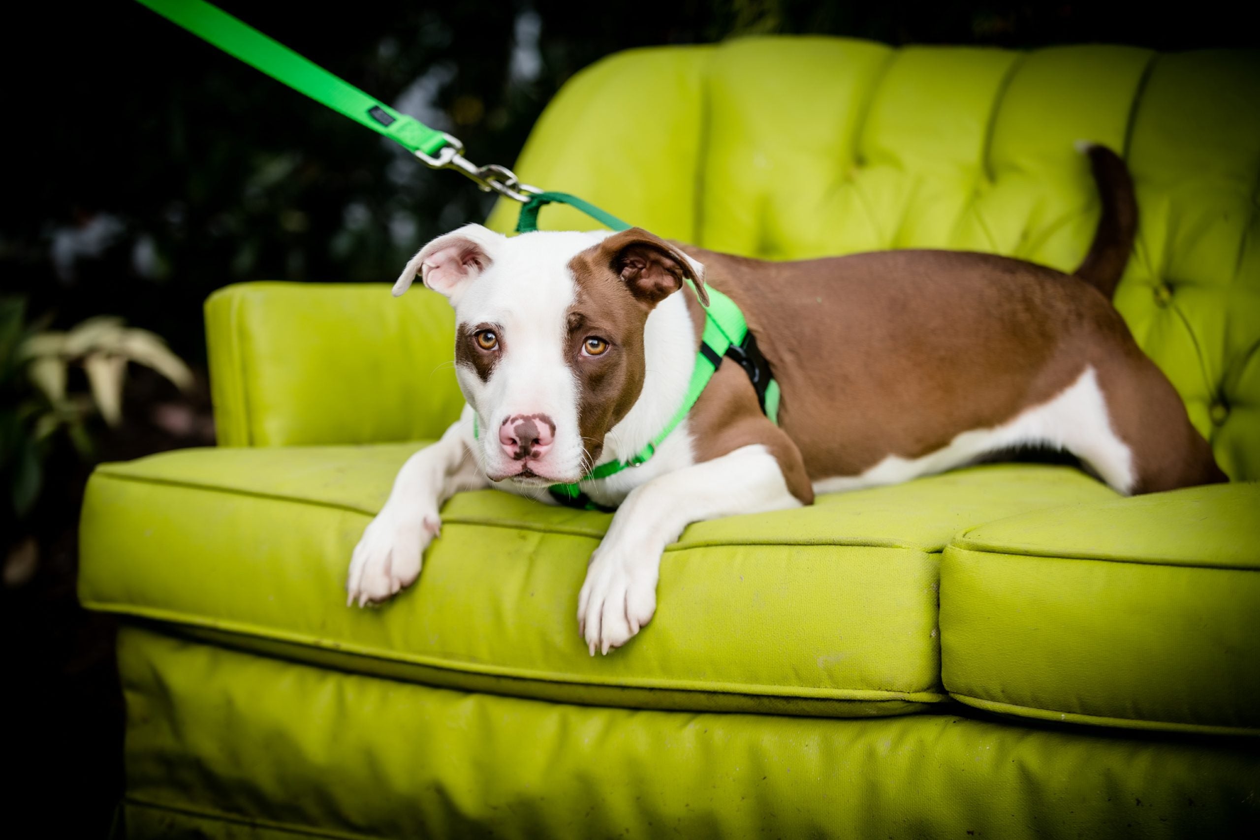 What is a Side Release Dog Collar? - 2 Hounds Design